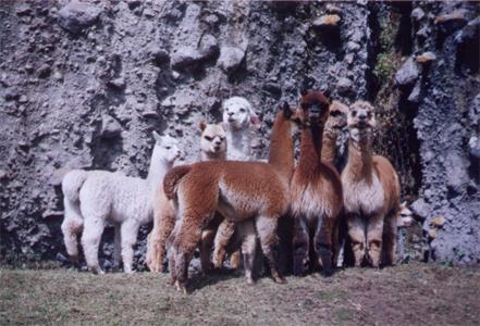 Alpacas in Ecuador