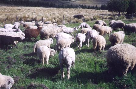 Schafe in Ecuador